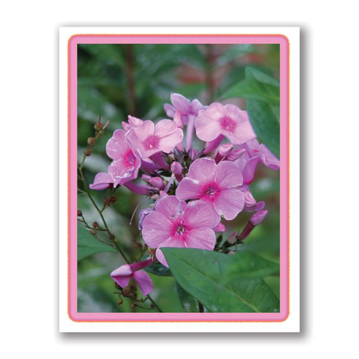 Photo Greeting Card Of Pink Phlox Flowers by Kurt Neumann